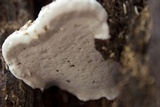Ganoderma lobatum image