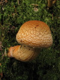 Gymnopilus ventricosus image