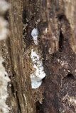 Ganoderma lobatum image