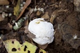 Ganoderma lobatum image