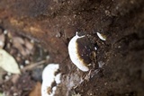 Ganoderma lobatum image