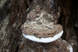 Ganoderma lobatum image