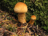 Gymnopilus ventricosus image