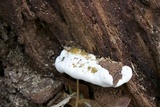 Ganoderma lobatum image
