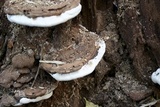 Ganoderma lobatum image