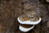 Ganoderma lobatum image