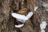 Ganoderma lobatum image