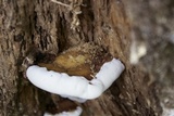 Ganoderma lobatum image