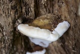 Ganoderma lobatum image
