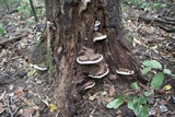Ganoderma lobatum image