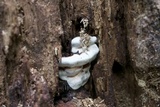 Ganoderma lobatum image