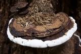 Ganoderma lobatum image