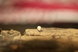 Xylaria cubensis image