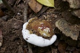 Ganoderma lobatum image