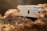 Xylaria cubensis image