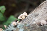 Xylaria cubensis image