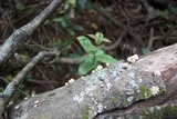 Xylaria cubensis image