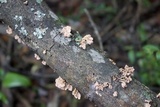 Xylaria cubensis image