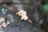 Xylaria cubensis image