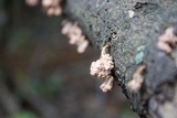 Xylaria cubensis image