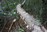 Xylaria cubensis image