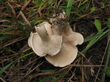 Clitopilus prunulus image