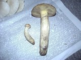 Suillus caerulescens image