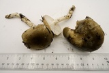 Hygrophorus agathosmus image