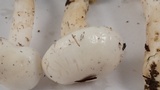 Hygrophorus eburneus image