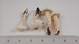Hygrophorus eburneus image