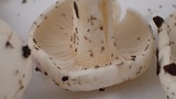 Hygrophorus eburneus image