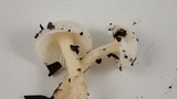 Hygrophorus eburneus image