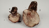 Hygrophorus purpurascens image