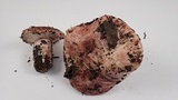 Hygrophorus purpurascens image