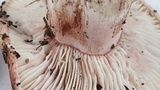 Hygrophorus purpurascens image