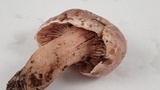 Hygrophorus russula image