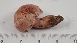 Hygrophorus russula image