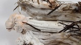 Hypomyces cervinigenus image