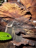 Hexagonia hydnoides image
