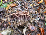 Gymnopus villosipes image