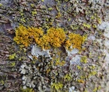 Xanthoria weberi image