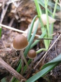 Psathyrella coprophila image