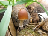 Psathyrella coprophila image