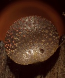 Lycogala epidendrum image