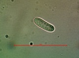 Candelariella rosulans image