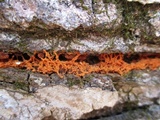 Metatrichia vesparium image