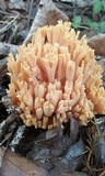 Ramaria flava image