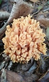 Ramaria flava image
