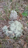 Cladonia subtenuis image