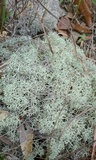 Cladonia subtenuis image